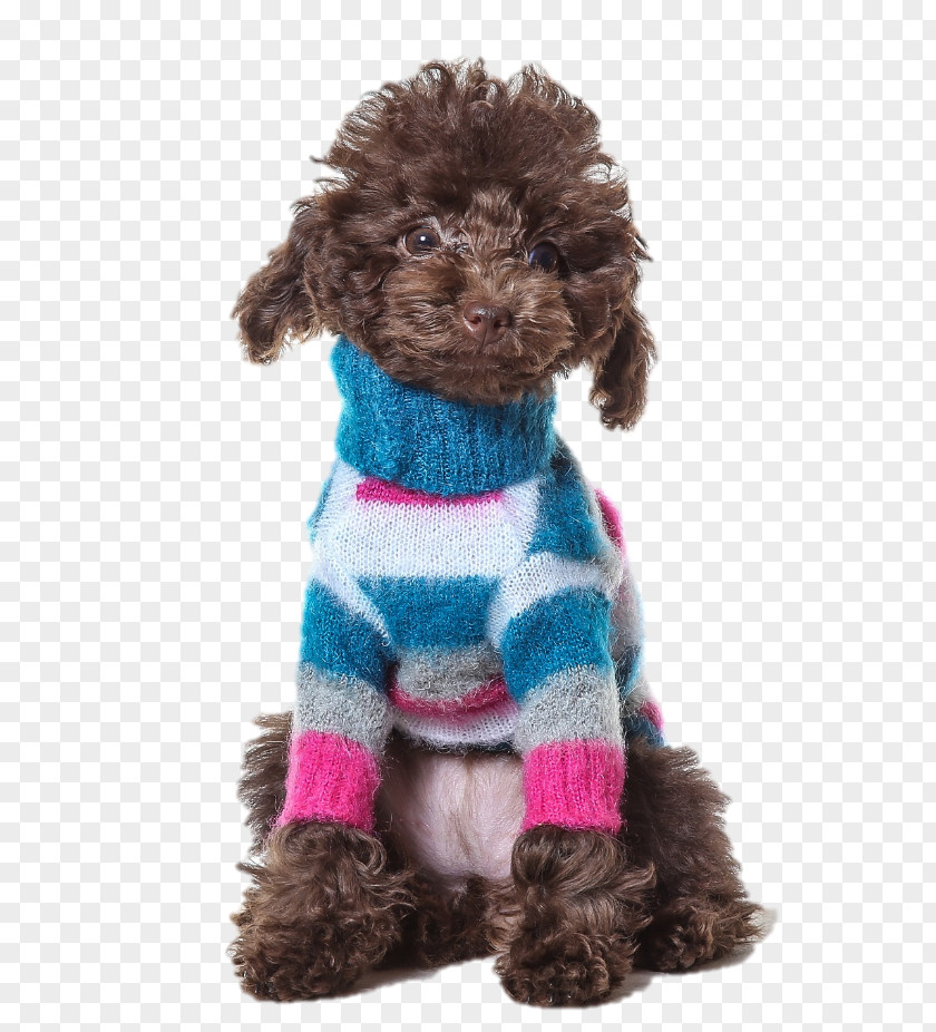 Prince Tennis Bags Miniature Poodle Standard Toy Schnoodle Spanish Water Dog PNG