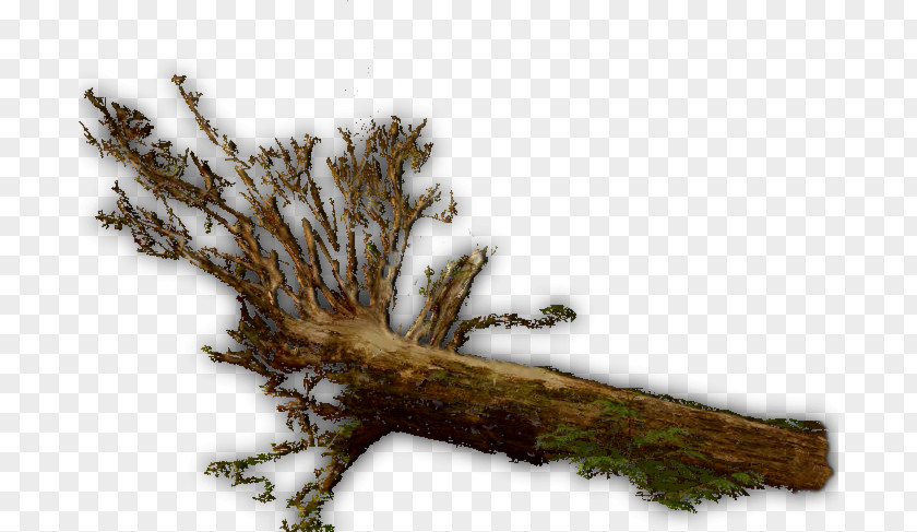 Tree Log Twig Wood Trunk Branch PNG