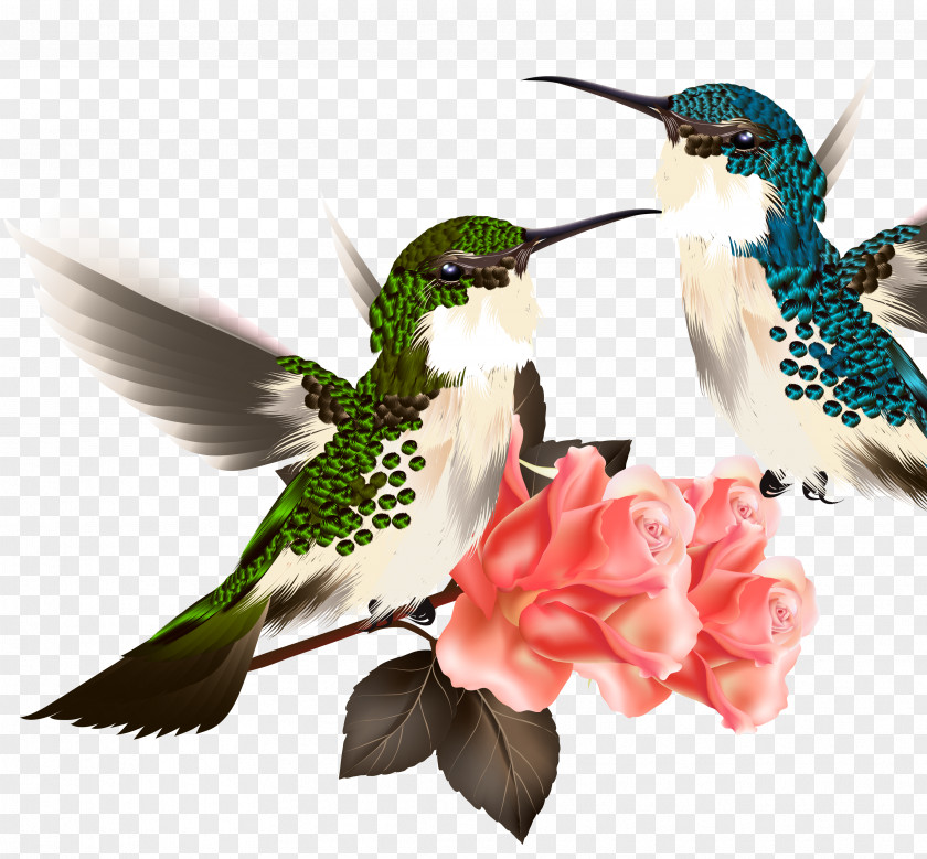 Bird Hummingbird Drawing Illustration PNG