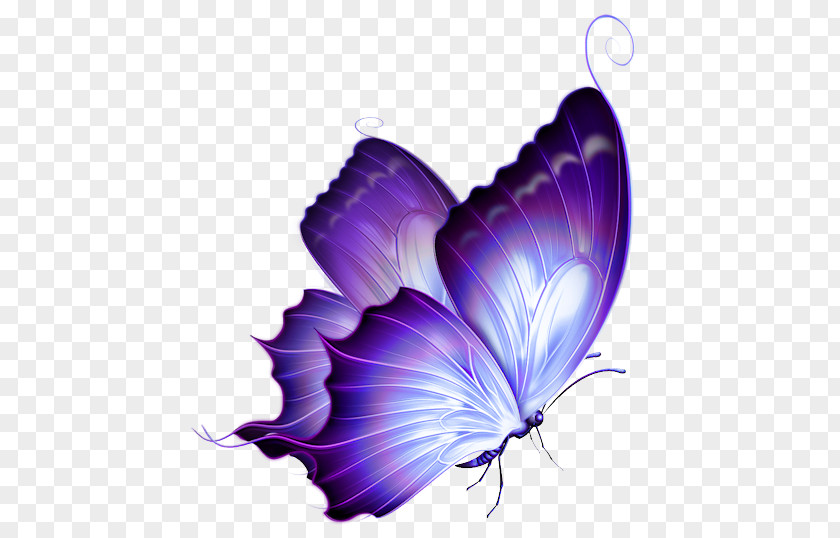 Butterfly Color Clip Art PNG