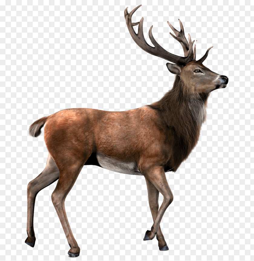Deer Elk Moose PNG