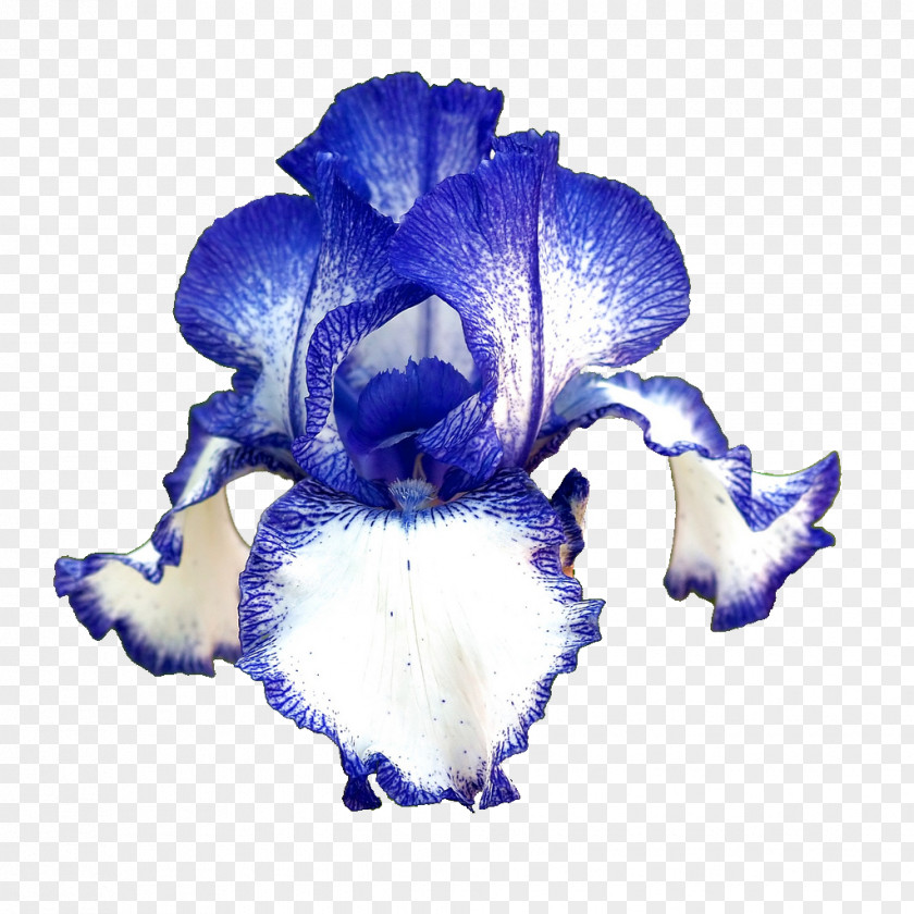 Lilac Flower Desktop Wallpaper Iris Germanica Blastoise PNG
