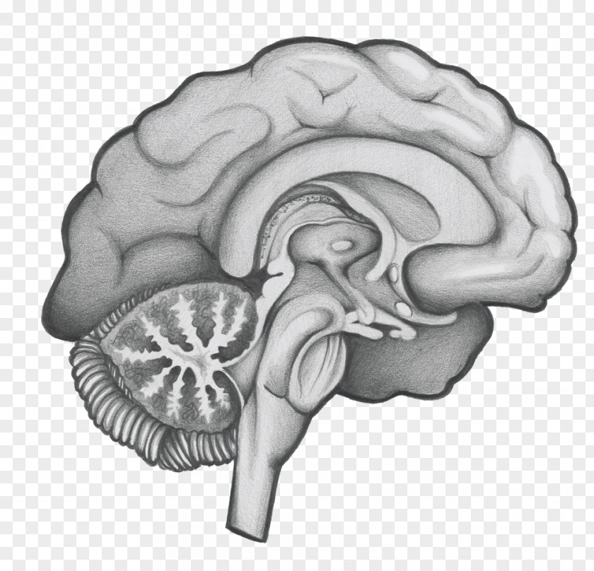 Neurosurgery /m/02csf Brain Drawing Greater Houston PNG