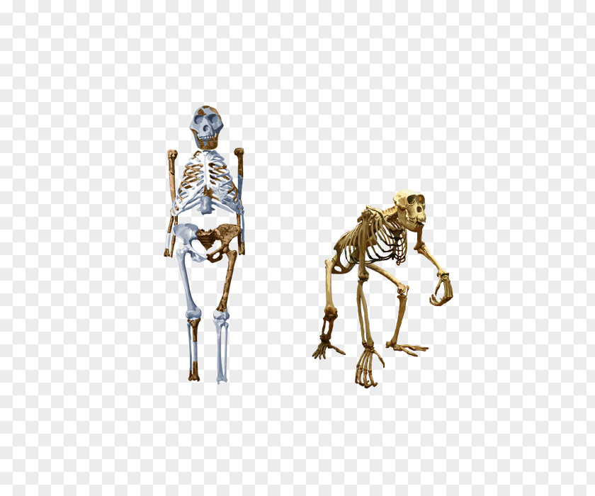 Skeleton Chimpanzee Neanderthal Human Evolution PNG