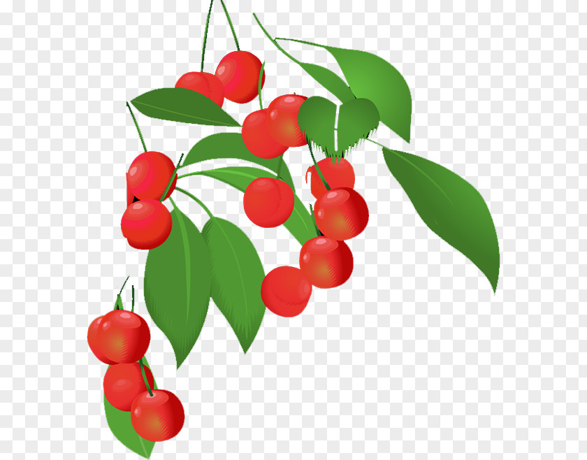 Cherry Lingonberry Barbados Natural Foods PNG