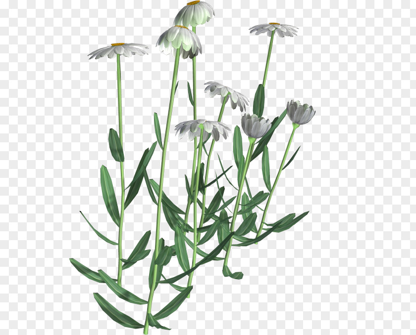 Flower Flowering Plant Chamomile Common Daisy PNG