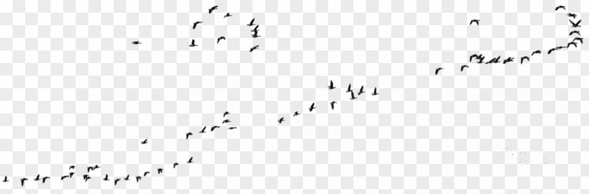 Goose Canada Flock Bird Migration PNG
