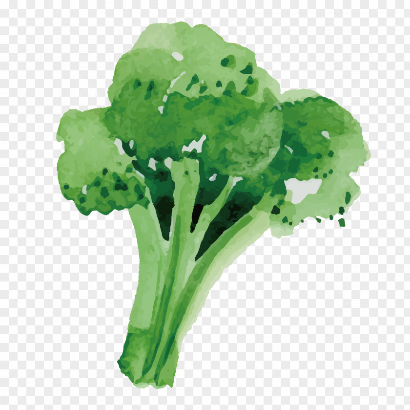 Healthy Broccoli Vegetable Food PNG