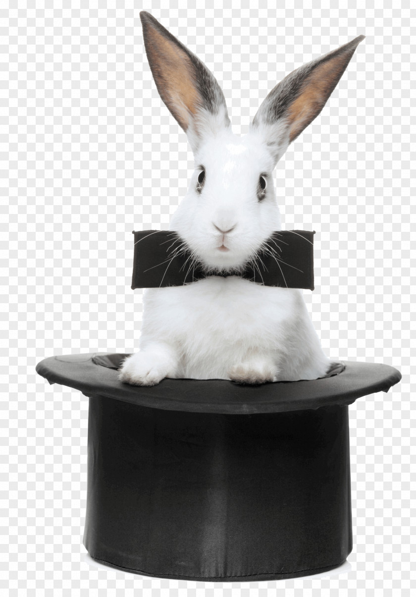 Rabbit The Magic Hat-trick Stock Photography PNG