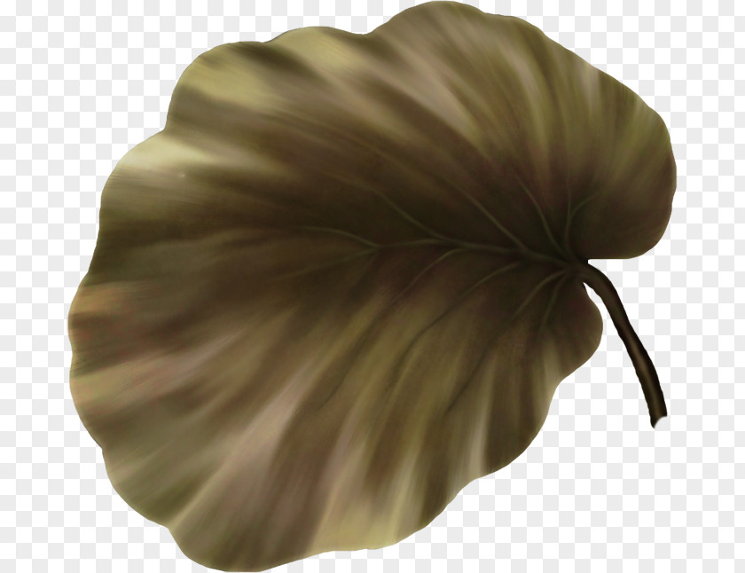 Leaf Petal PNG