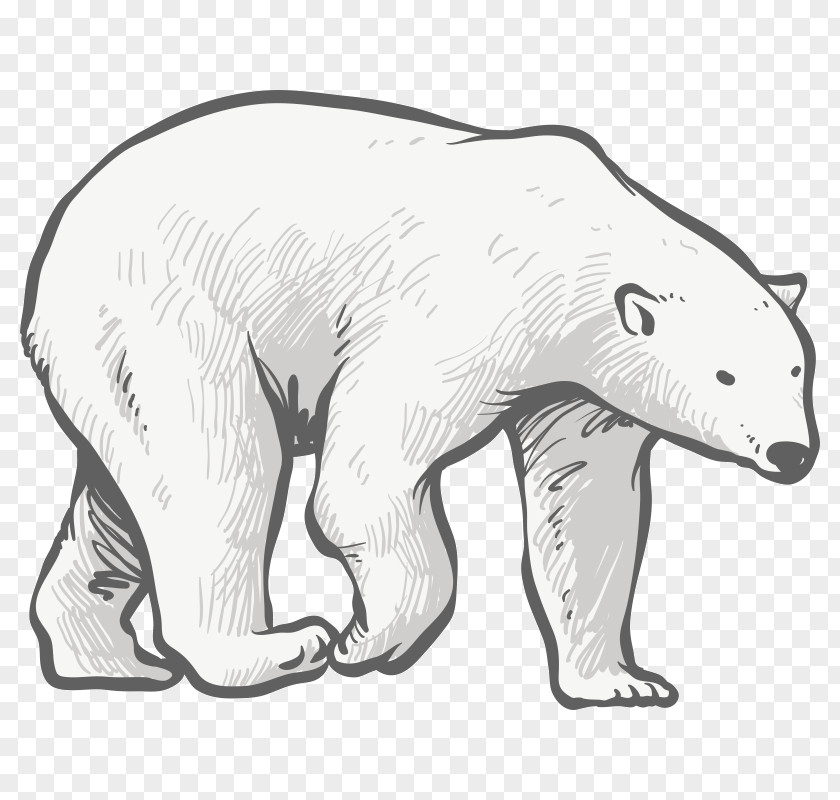 Polar Bear Sketch Dog Canidae PNG