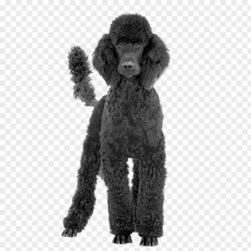 Poodle Toy Black And Tan Coonhound Standard Bluetick PNG