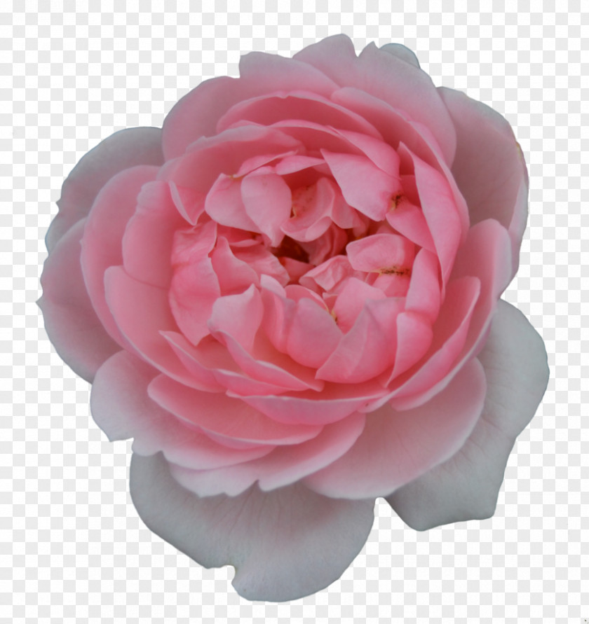 Rose Centifolia Roses Garden Flower Pink Shrub PNG