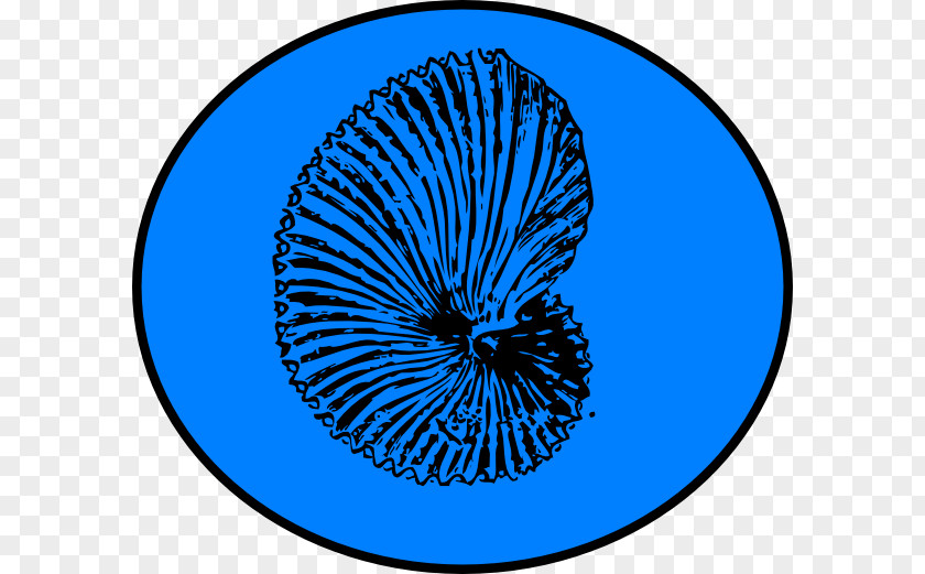 Seashell Fossil Coloring Book Dinosaur Clip Art PNG