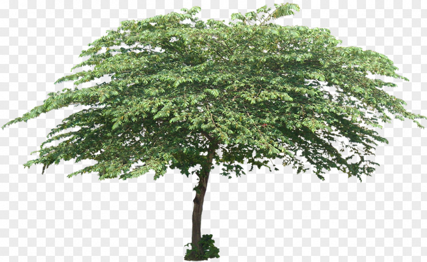 Tree Shade Muntingia Calabura Plant Shrub Trunk PNG
