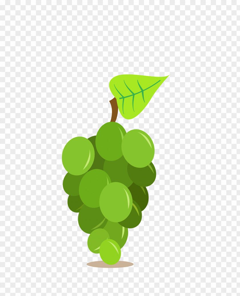 Vector Green Fruit Grapes Vinho Verde Red Wine Vin Gris Oak PNG