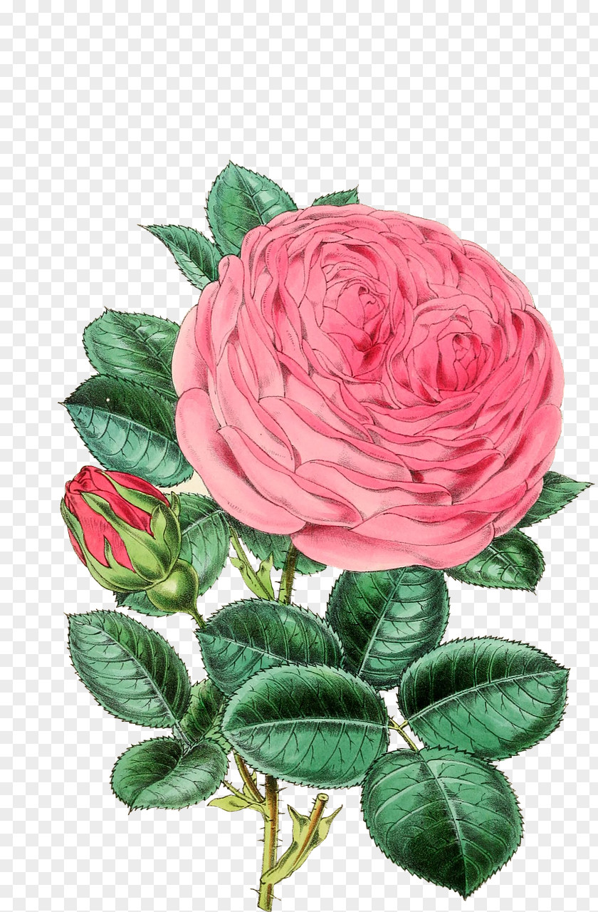 Vintage Flowers Rose Flower Clip Art PNG