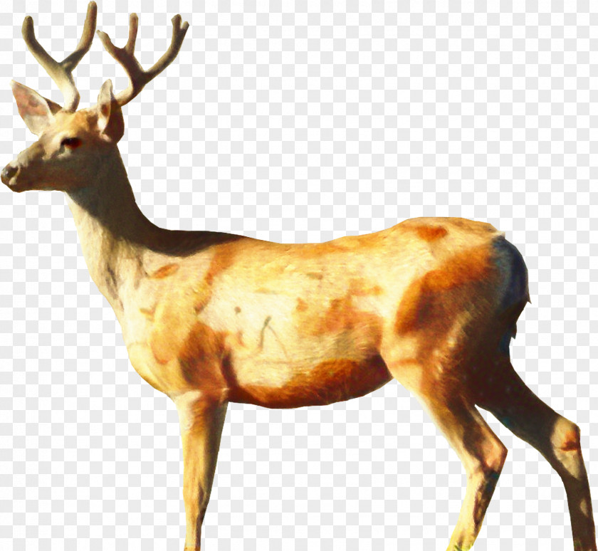 White-tailed Deer Roe Red Clip Art PNG