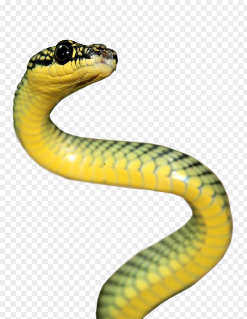 Anaconda Rattlesnake Reptile Vipers Elapidae PNG