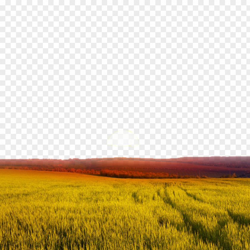 Field Views Sunset Wheat Landscape PNG