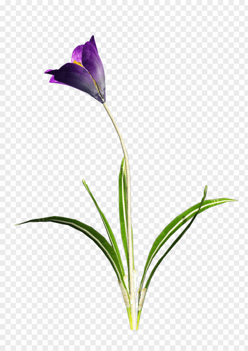 Flower Crocus Vernus Snow Cut Flowers PNG