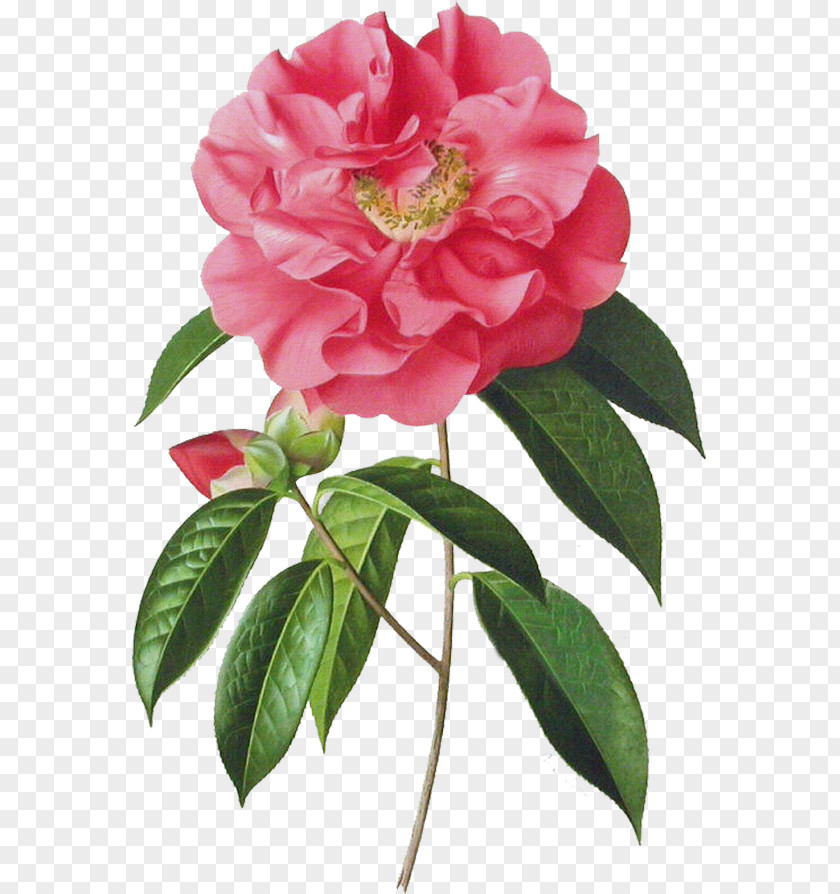 Painting Garden Roses Japanese Camellia Art PNG