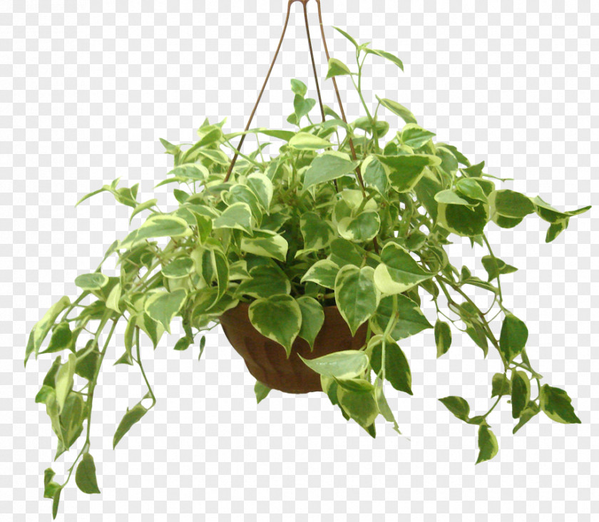 Monstera Houseplant Flowerpot Radiator Plants Ornamental Plant PNG
