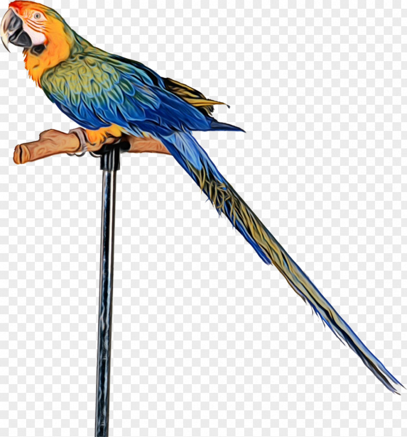Parrot Bird Macaw Pet Rubik's Snake PNG