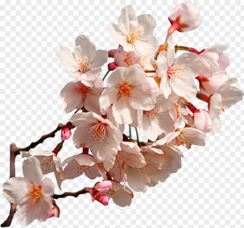 Sakura Cherry Blossom East Asian Clip Art PNG