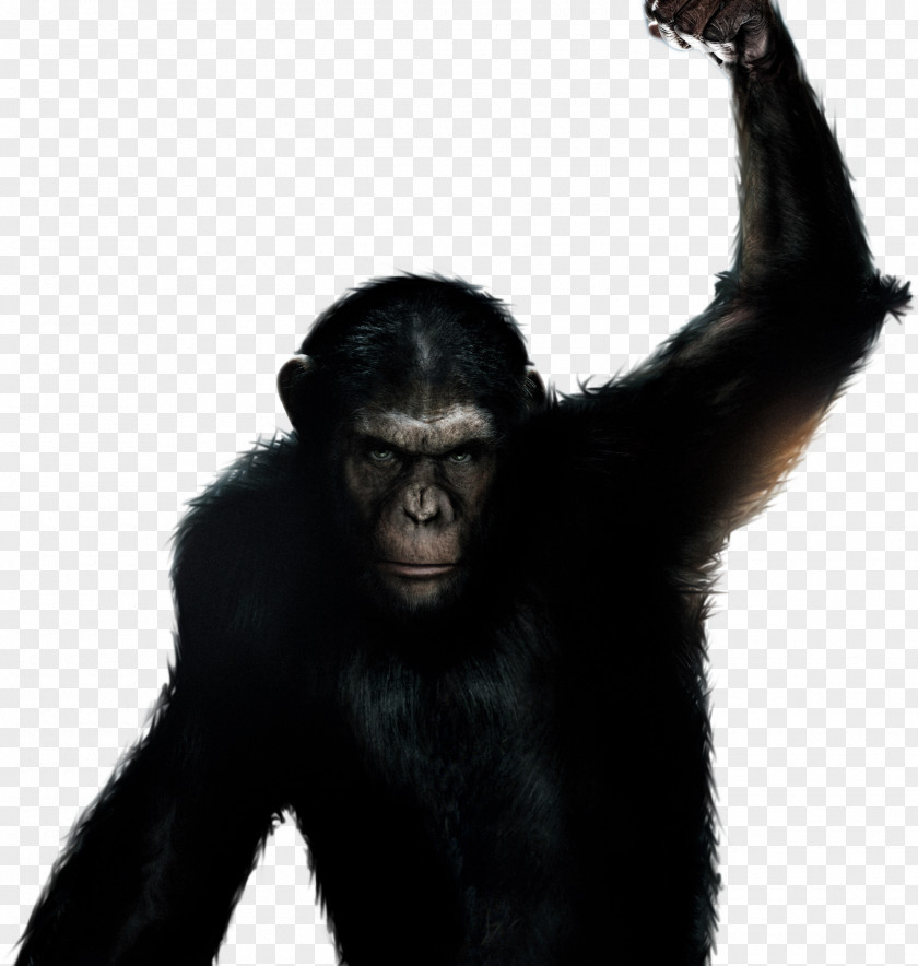 Ape Planet Of The Apes YouTube Science Fiction Film Book PNG
