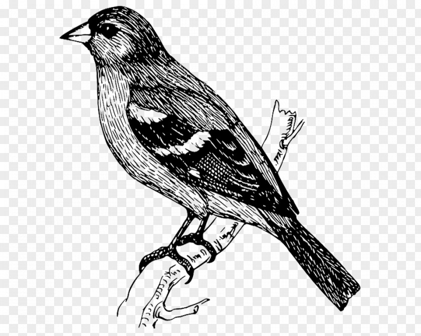 Bird Clip Art Drawing Vector Graphics Image PNG
