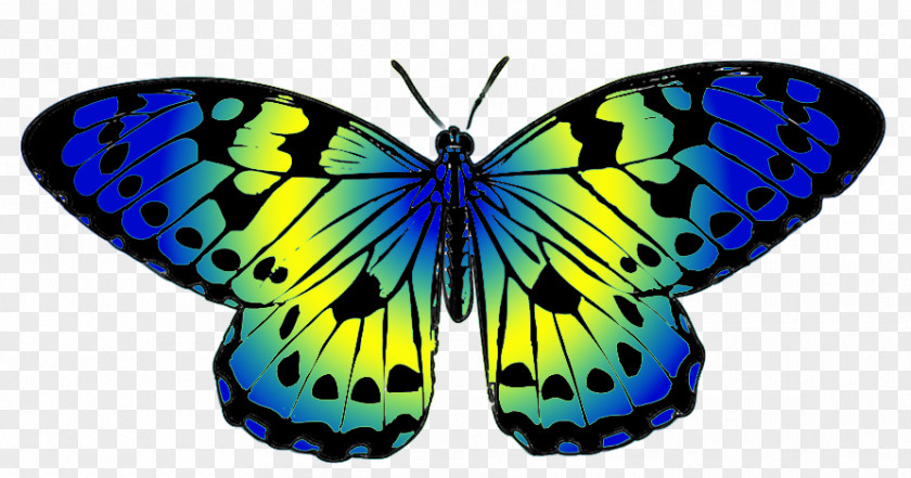 Butterfly Monarch Clip Art Blue Image PNG