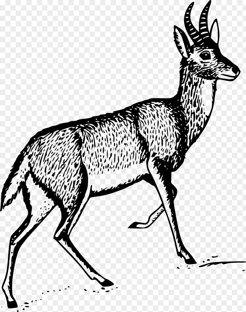 Gazelle Antelope Bohor Reedbuck Clip Art PNG