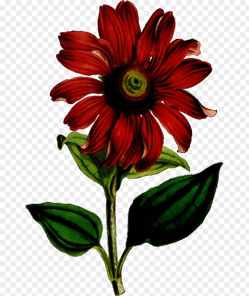 Herbaceous Plant Daisy Family Flower Flowering Red Petal PNG