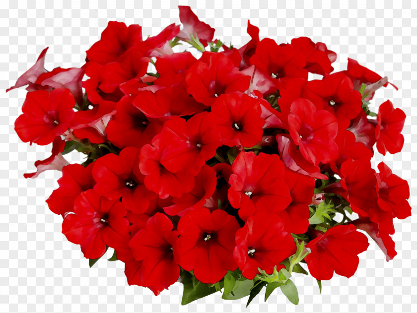 Poinsettia Clip Art Image Christmas Day PNG