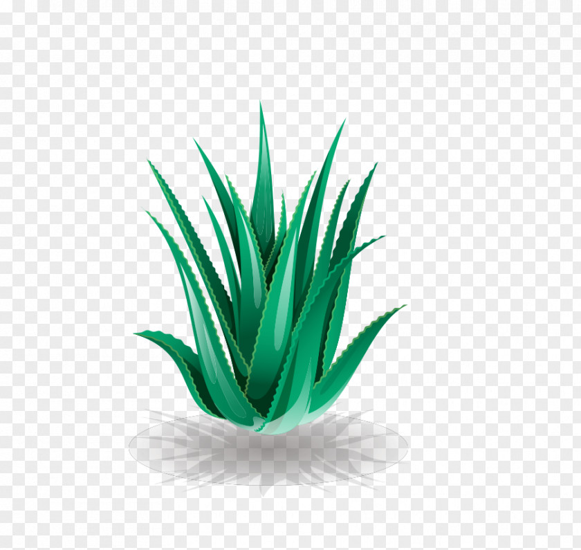 Aloe Vera Euclidean Vector PNG