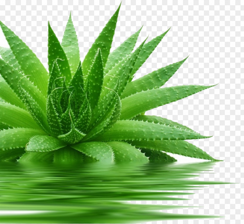 Aloe Vera Gel Skin Medicinal Plants PNG