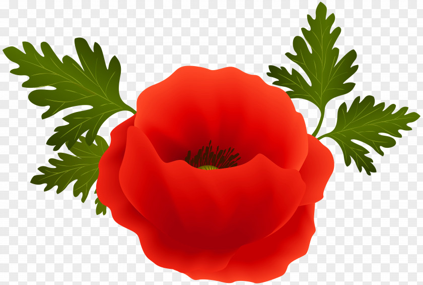 Flower Poppy Desktop Wallpaper Clip Art PNG