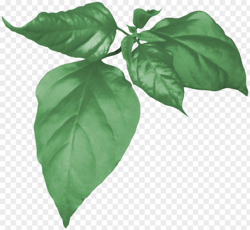Foliage Painting Drawing Plant Leaf Red PNG
