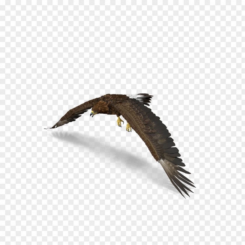Golden Eagle Wings Bald Bird Hawk PNG