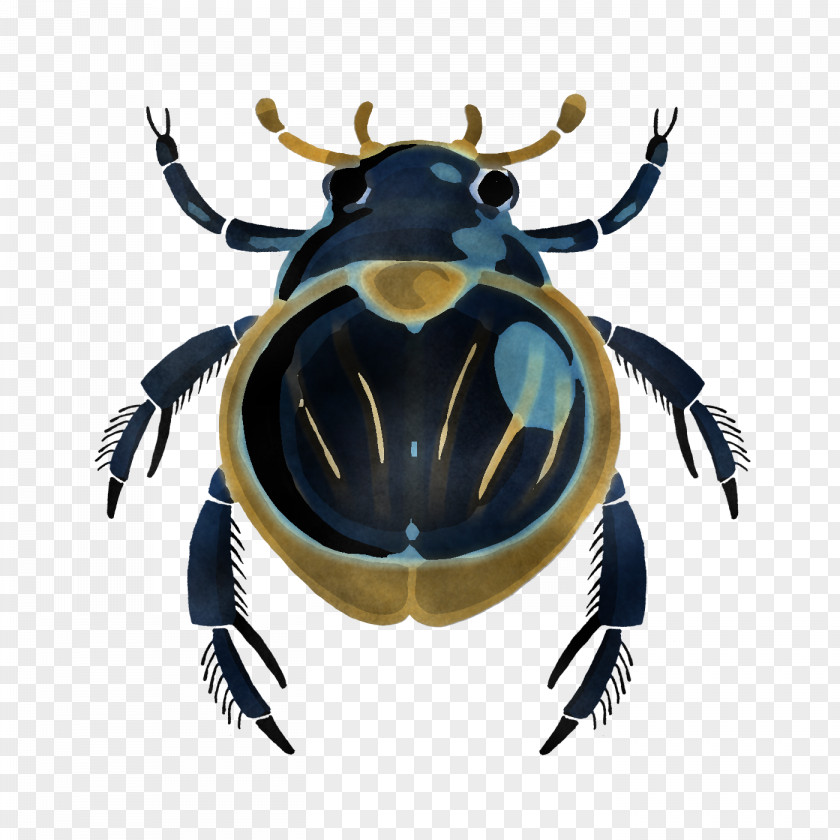 Insect Pest Beetle Cetoniidae PNG