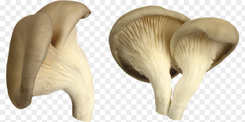 Mushroom Desktop Wallpaper Clip Art PNG