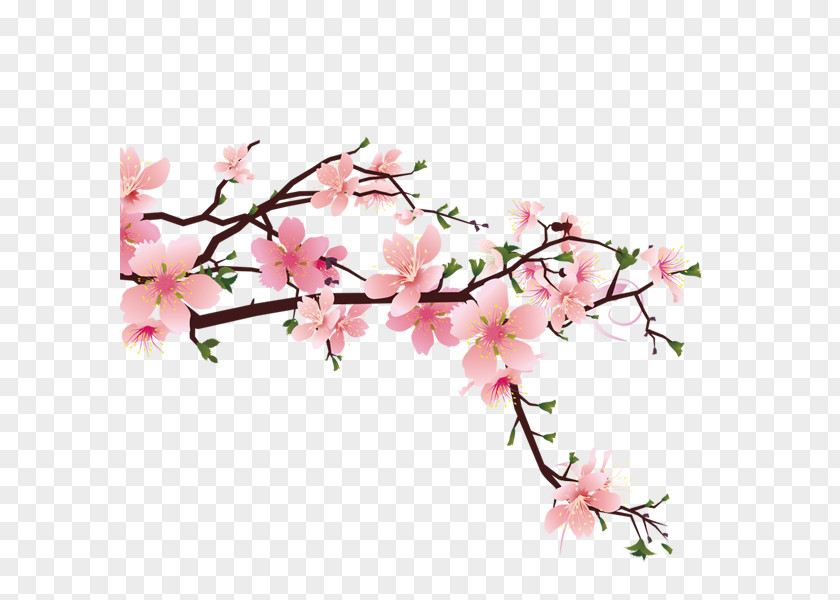 Peach Blossom Cherry Drawing PNG