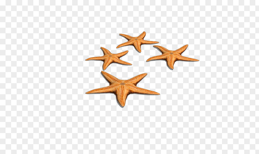 Sihai Star Starfish Euclidean Vector PNG