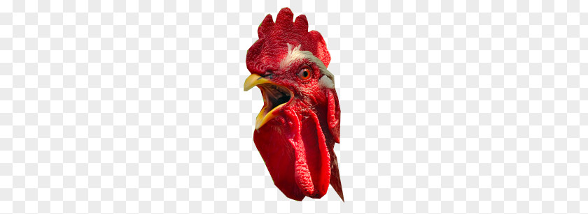 Cock PNG clipart PNG