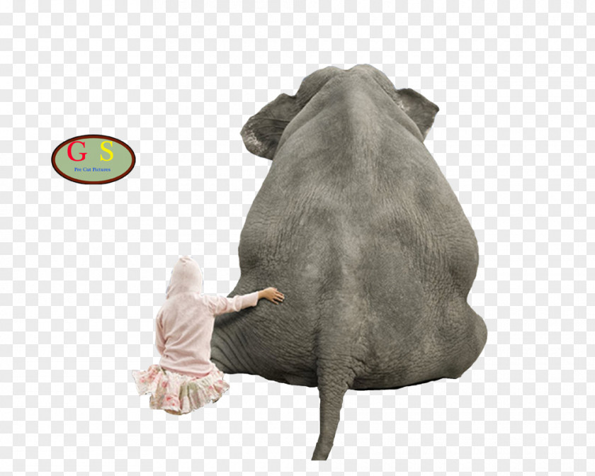 Dog Elephantidae Animal PNG