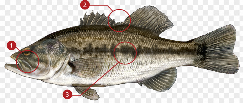 Fishing Perch Largemouth Bass Smallmouth Hybrid Striped PNG