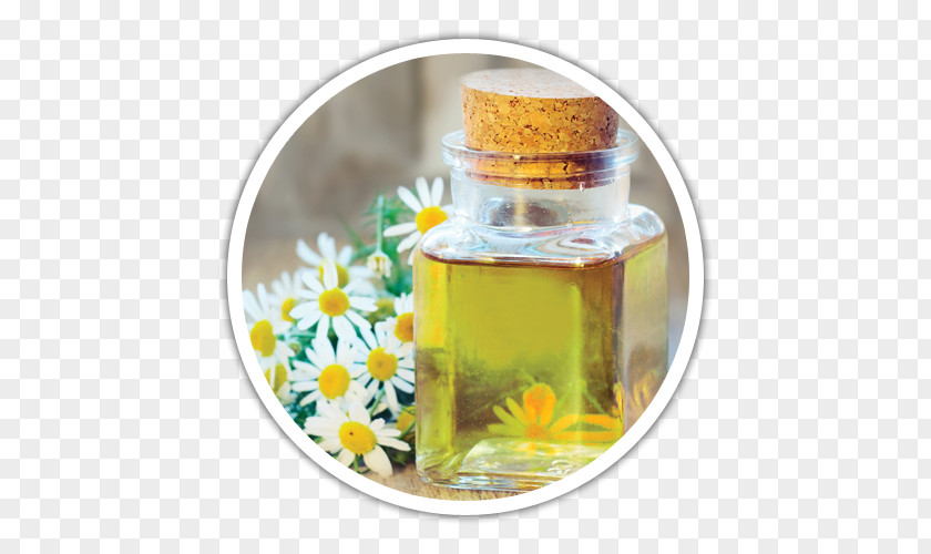 Natural Ingredients Tea Roman Chamomile Essential Oil PNG