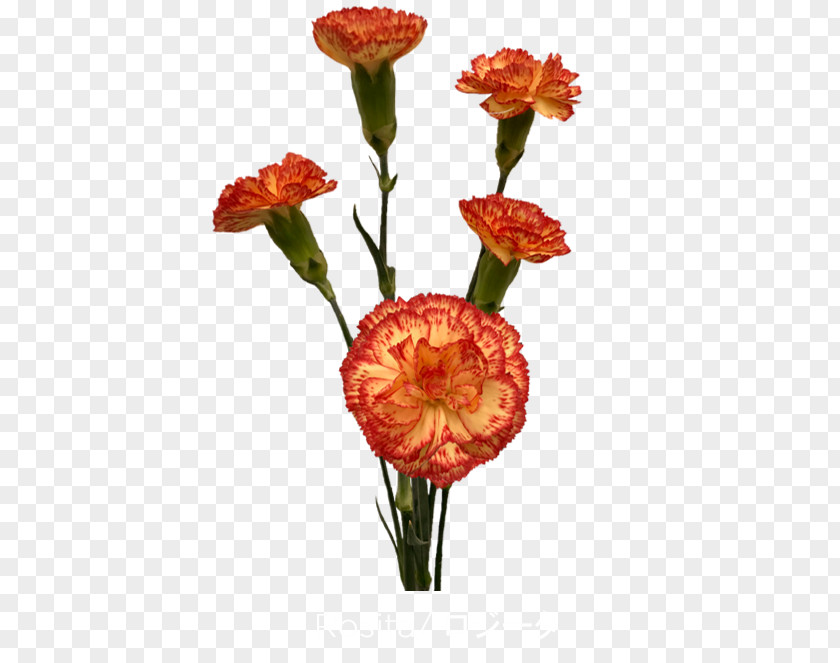 Trendy Flower Cut Flowers Colibri S.A. Carnation Petal PNG
