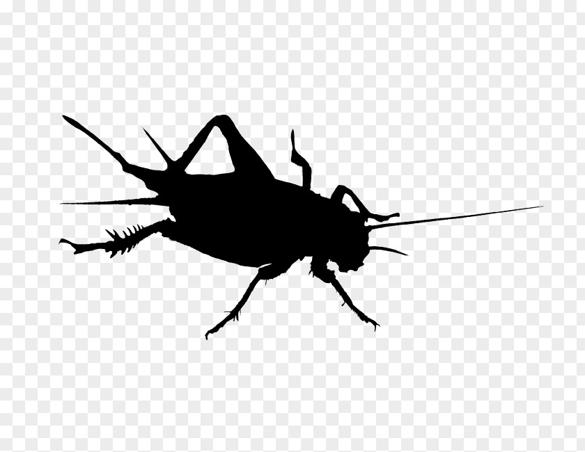 Cockroach Cricket Insect Helicopter Rotor PNG